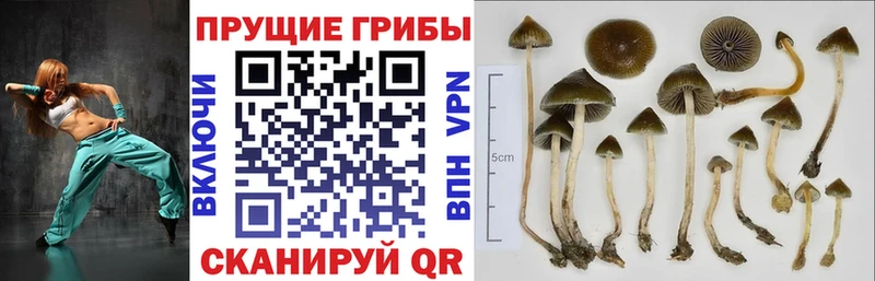 купить наркоту  Верея  Галлюциногенные грибы ЛСД 